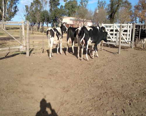 Lote VAQUILLONAS PREÑADAS bis