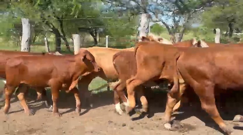 Lote 50 Terneros en Corrientes, Curuzu Cuatia