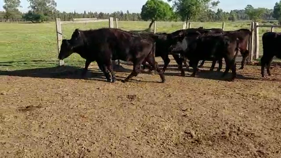 Lote (Vendido)7 Vaquillonas 1 a 2 años ANGUS a remate en Pantalla Camy Mayo - Desde La Cuenca 270kg - , San José