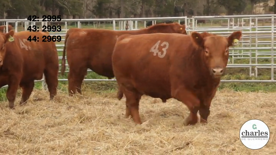 Lote TOROS PUROS CONTROLADOS