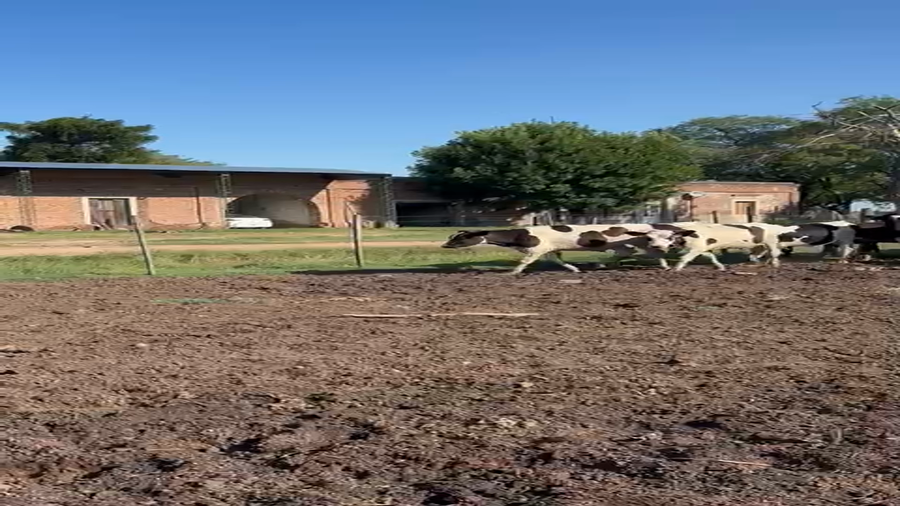 Lote 27 Terneros