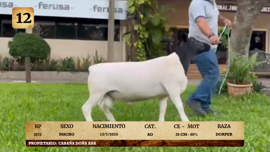 Lote LOTE 12