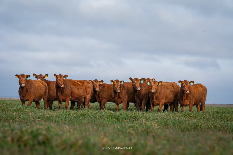 Lote VACAS ANGUS COLORADAS PC C/GTÍA DE PREÑEZ