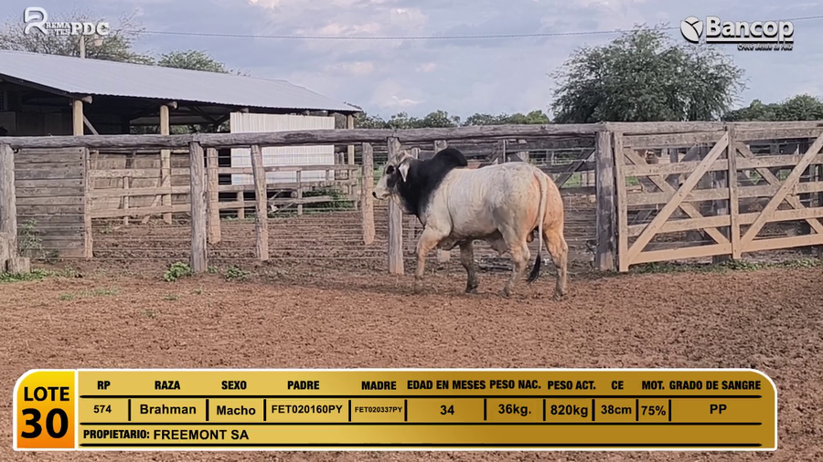 Lote Toros Brahman a remate en Viernes 30 de mayo- Remates PDC, Boquerón