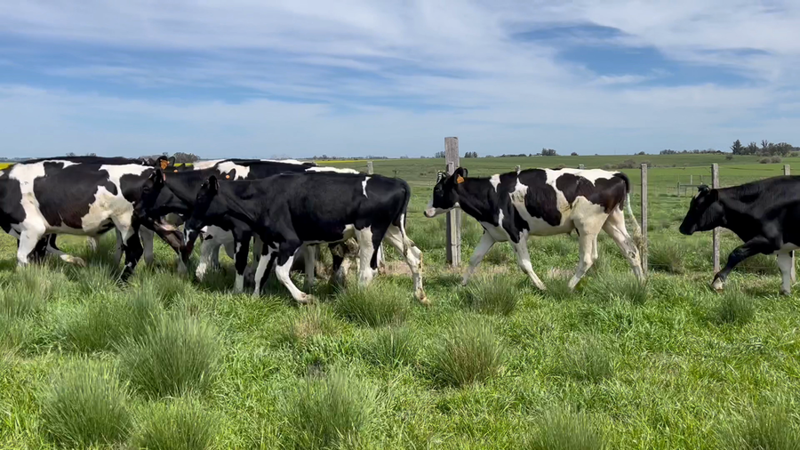 Lote NOVILLOS 1 a 2 AÑOS