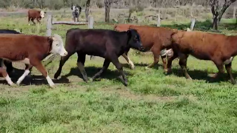 Lote 58 Terneros/as en Villaguay, Entre Ríos