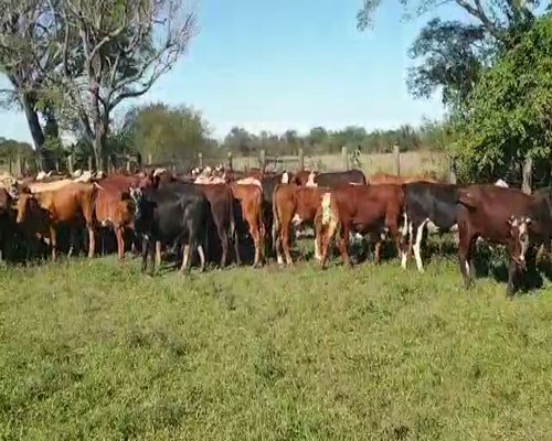 Lote 70 Novillos en Empedrado, Corrientes