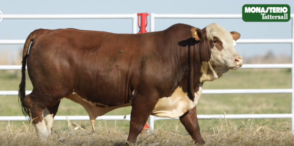 Lote TOROS GENERALES, CONTROLADOS Y REGISTRADOS
