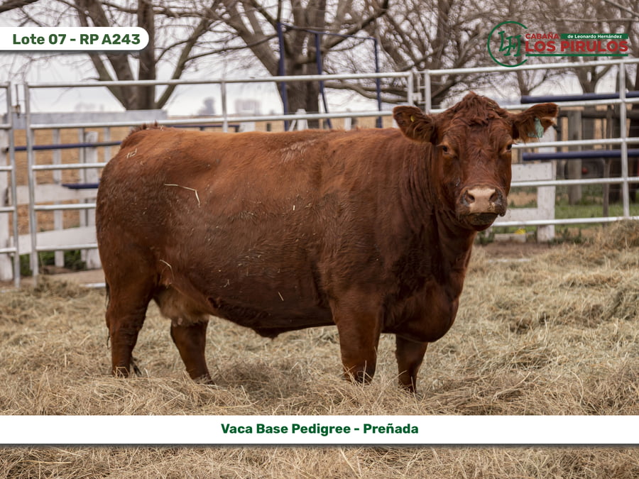 Lote VACAS BASE PEDIGREE
