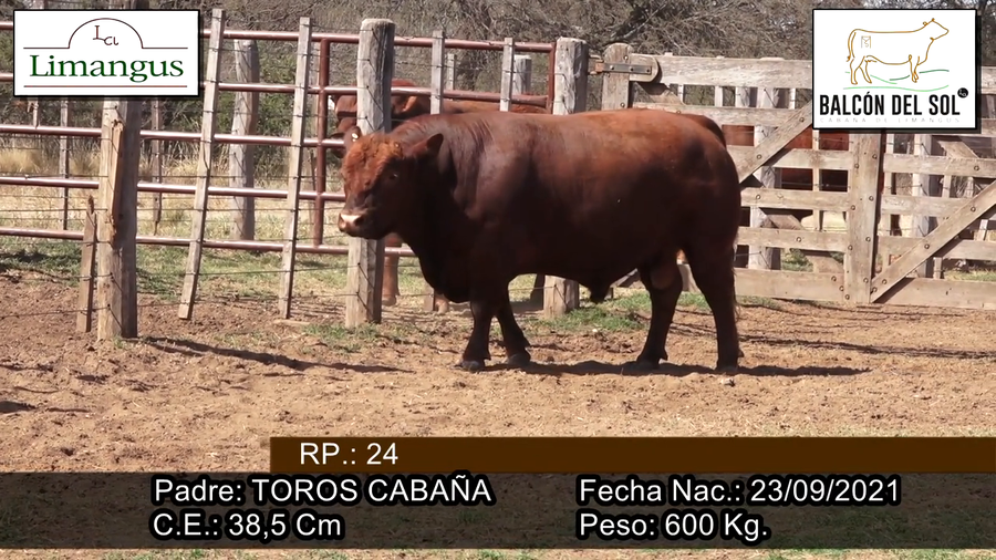 Lote Toro PC