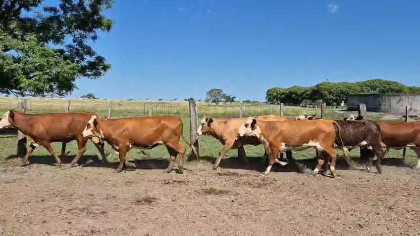 Lote 35 Vaquillonas de invernada en Corrientes, Curuzu Cuatia