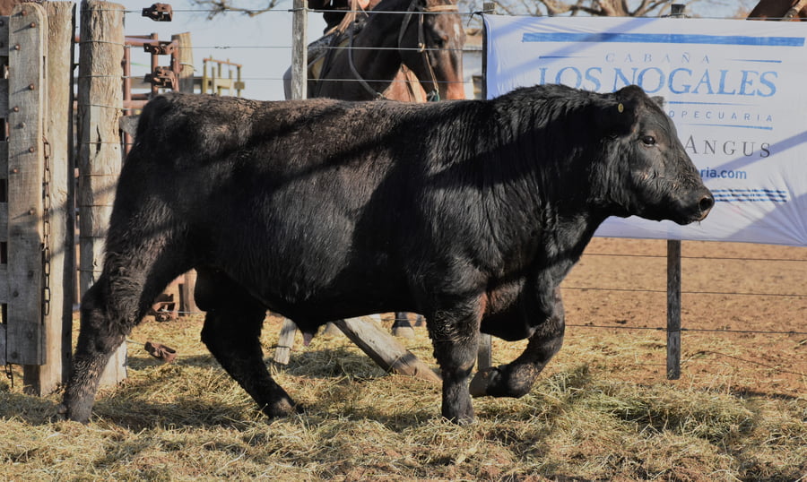 Lote TOROS (Corral 19)
