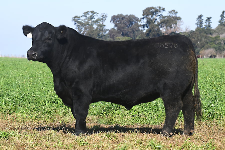Lote RP 18570 - TOROS PP ELITE