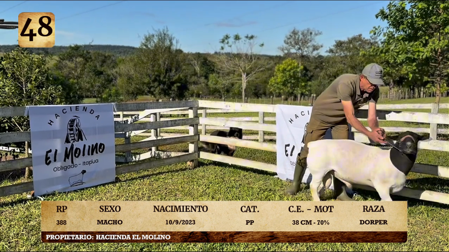 Lote LOTE 48