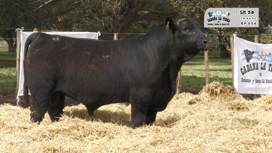 Lote TOROS PUROS CONTROLADOS