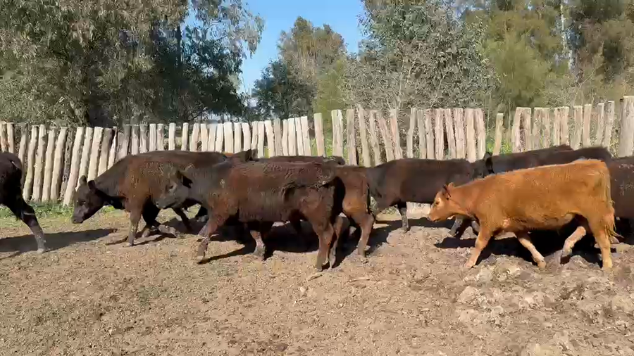 Lote 57 Terneros