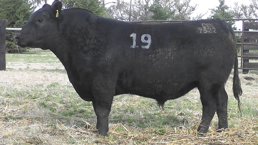 Lote TOROS ANGUS PC