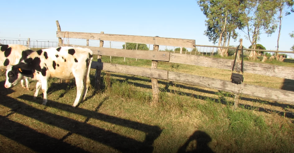 Lote 2 Terneros en Colonia