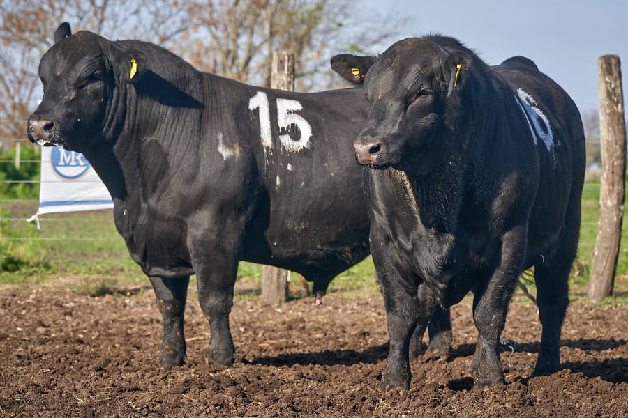 Lote "ME KEN" TOROS P.C