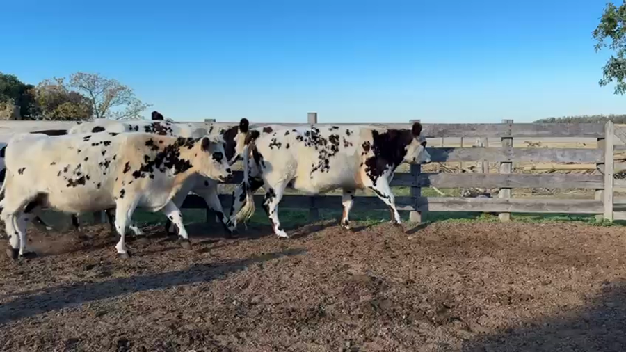 Lote VAQUILLONA PREÑADAS