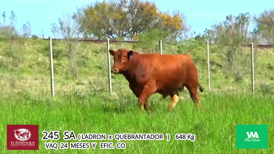 Lote Toros a remate en Angus el Rebenque  en Asociación Rural de Florida