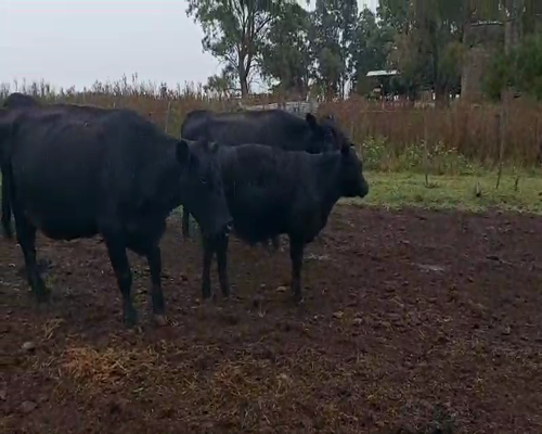 Lote 70 Terneros en Tres Arroyos, Buenos Aires