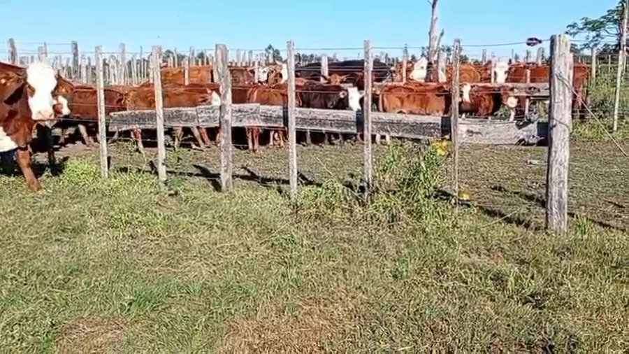 Lote 16 Vacas de invernar