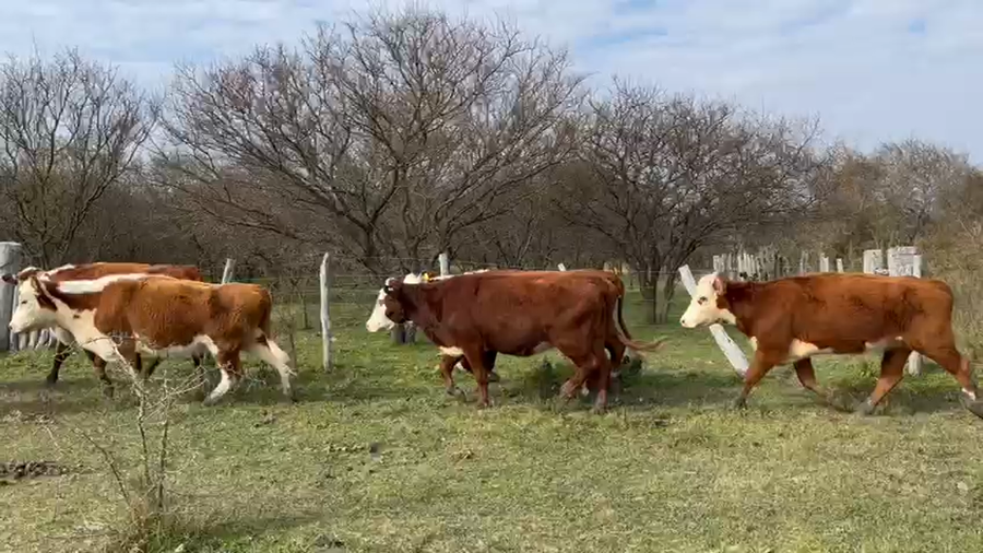 Lote 36 Vacas nuevas C/ gtia de preñez