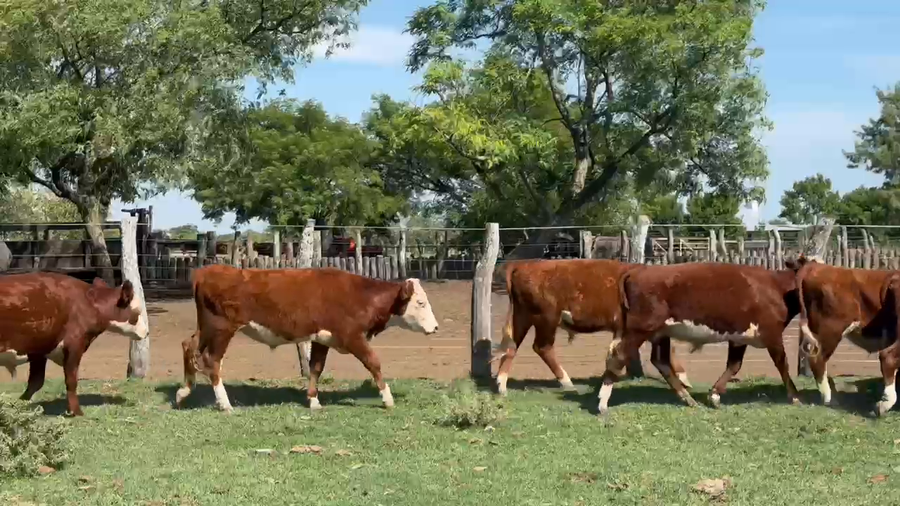 Lote 75 Novillitos