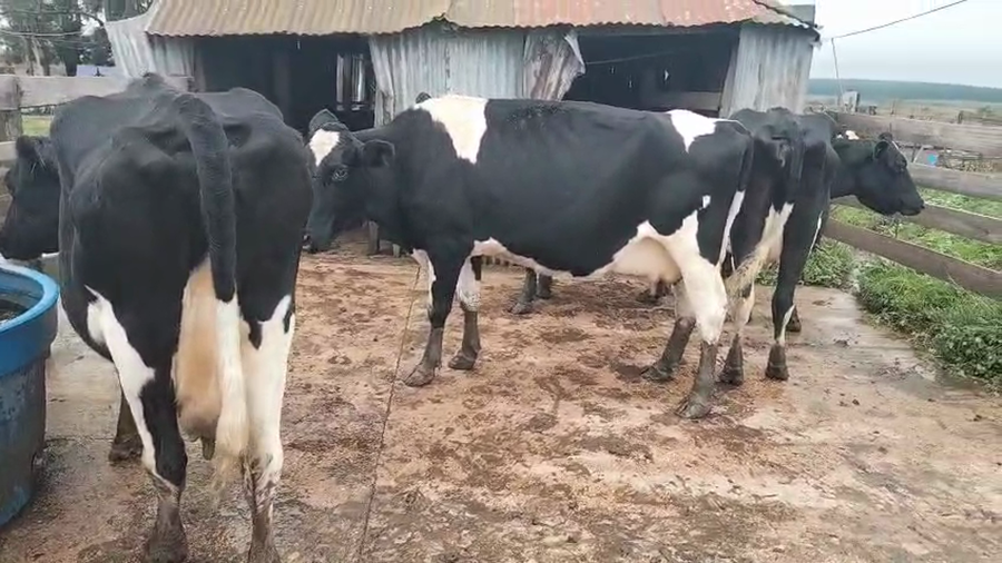 Lote 4 Vaca a remate en Pantalla Camy, San José