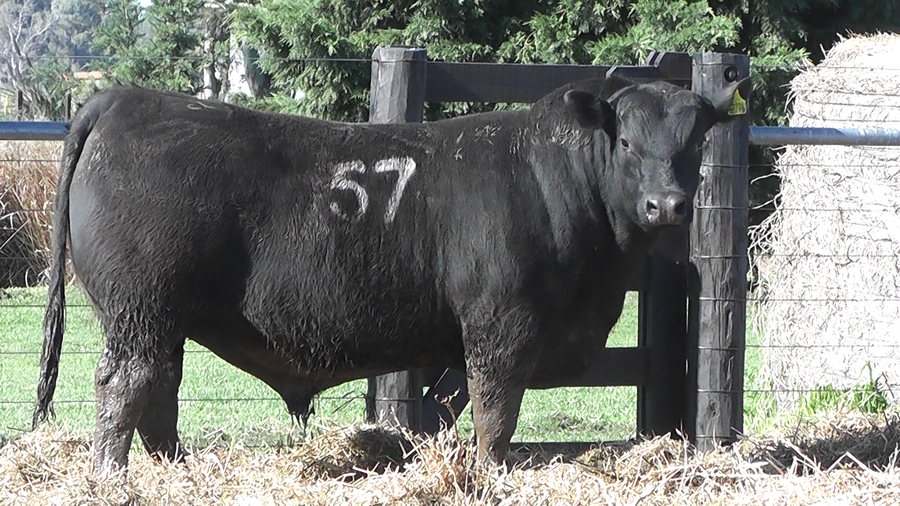 Lote TOROS ANGUS PURO CONTROLADO