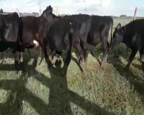 Lote Novillos y Vaquillonas