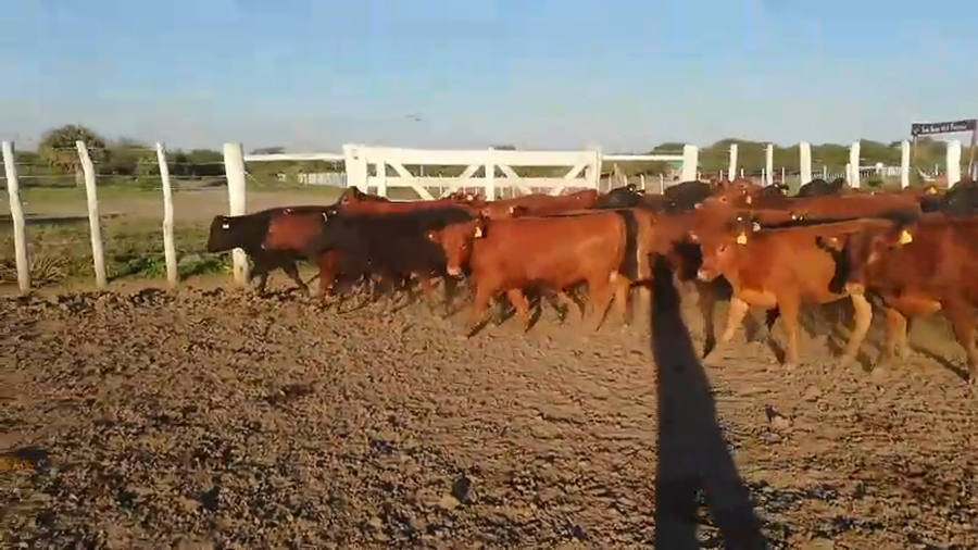 Lote 70 Terneros/as en Federal, Entre Ríos