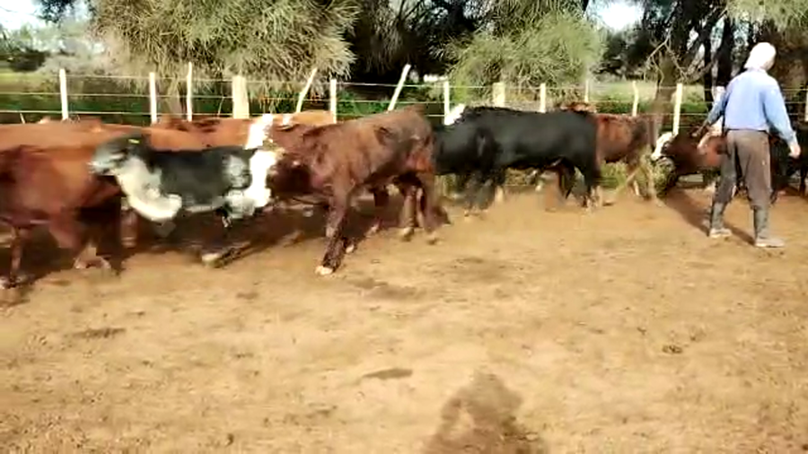 Lote 120 Terneros en Tintina, Santiago del Estero