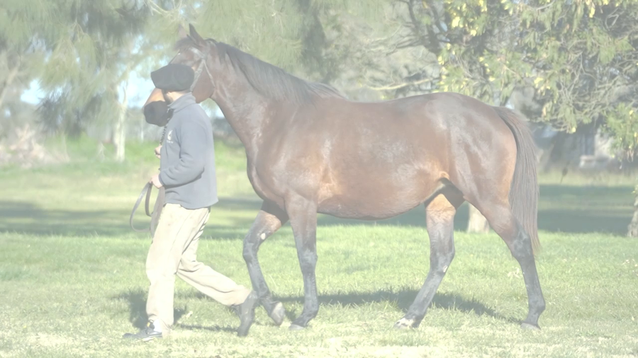 Lote DONA MOREBI (CATCHER IN THE RYE - DONA BIBI) Preñez de DADDY LONG LEGS