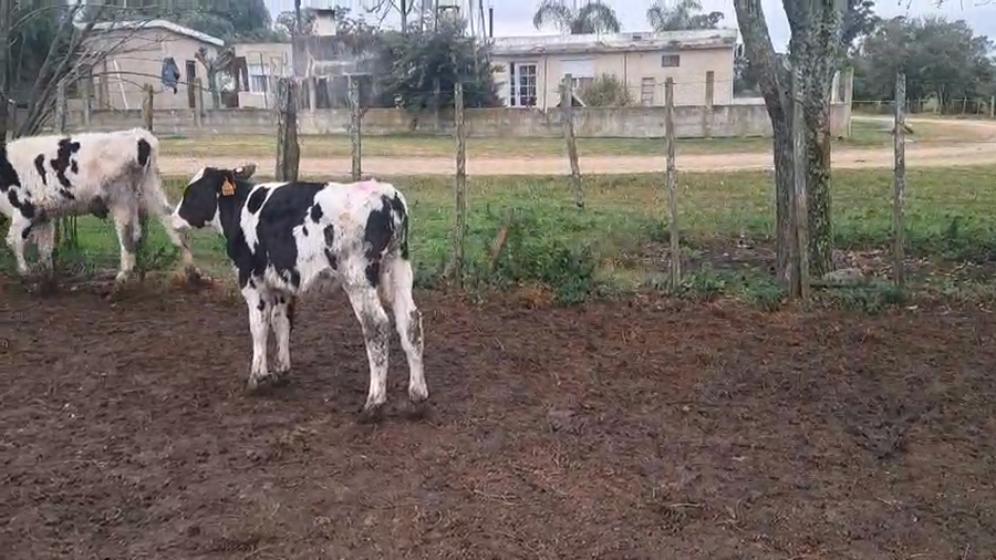 Lote TERNEROS