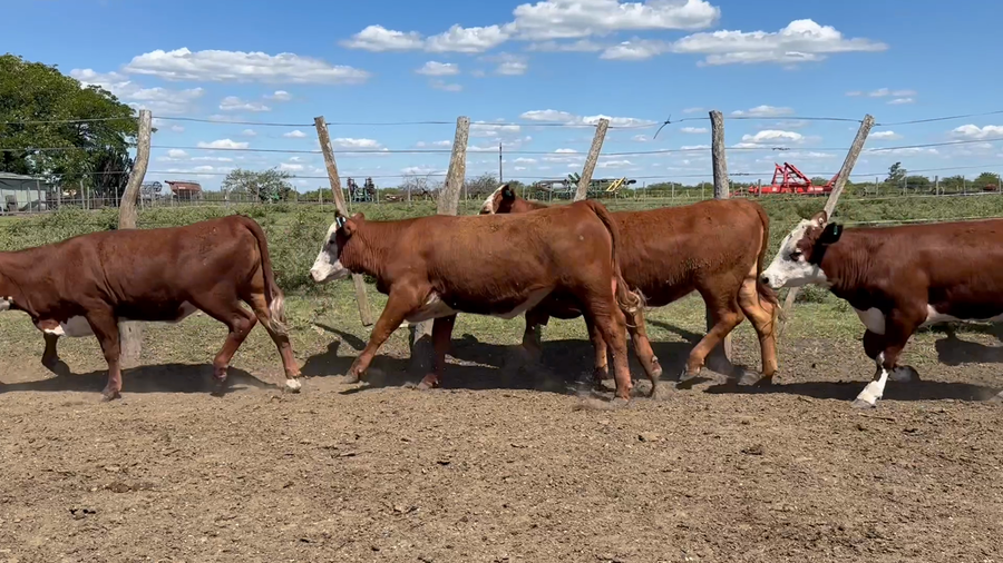 Lote 80 Terneras