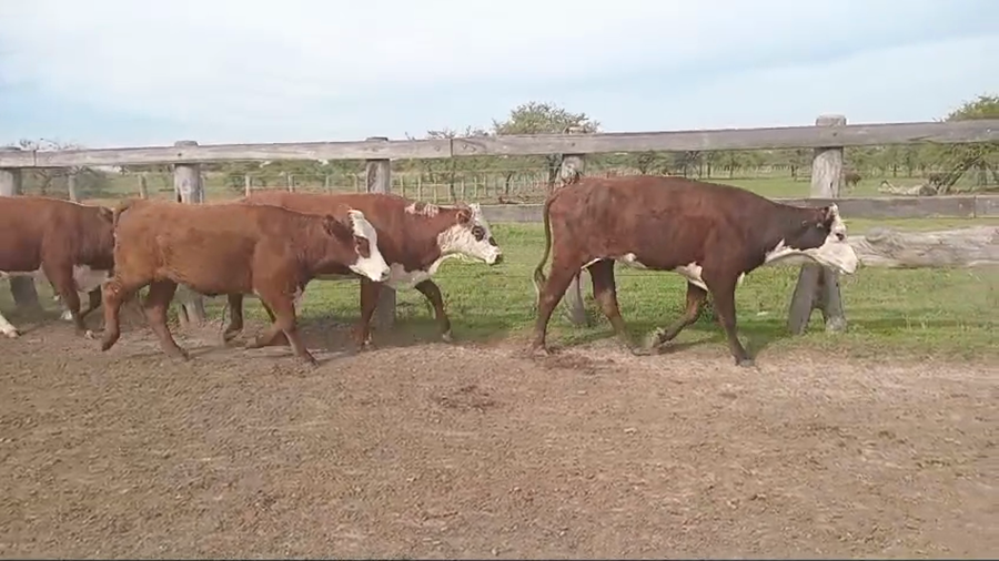 Lote 20 Vacas nuevas C/ gtia de preñez