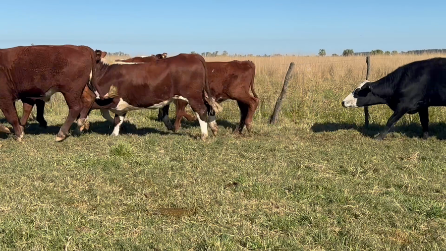 Lote 130 Novillos en Corrientes, Goya