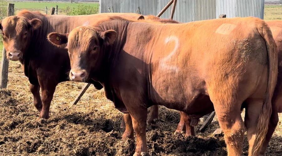 Lote CABAÑA EL PROGRESO