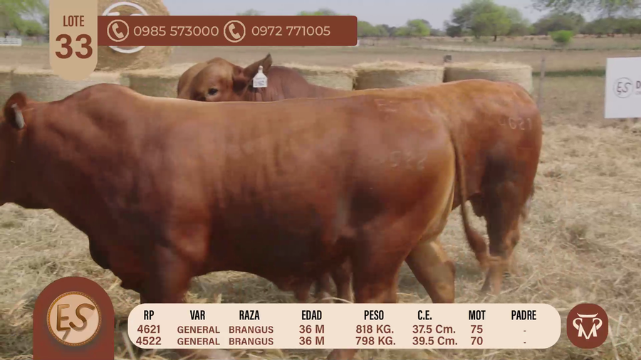 Lote TOROS BRANGUS 36 MESES