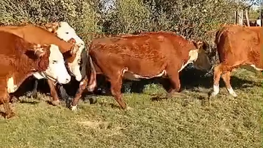 Lote 15 Vacas CUT preñadas en Corrientes, Perugorría