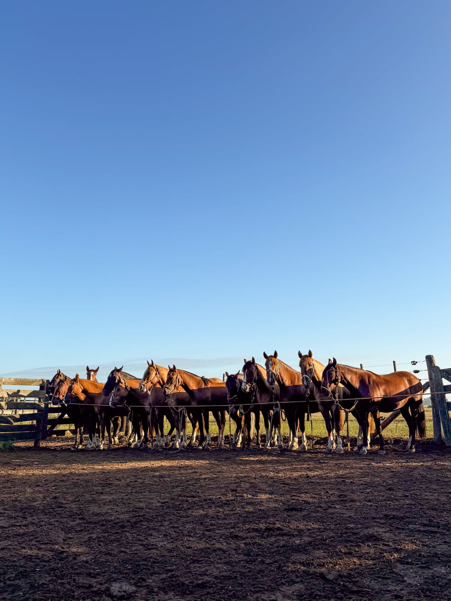 Lote VIRTUD ITALIANO