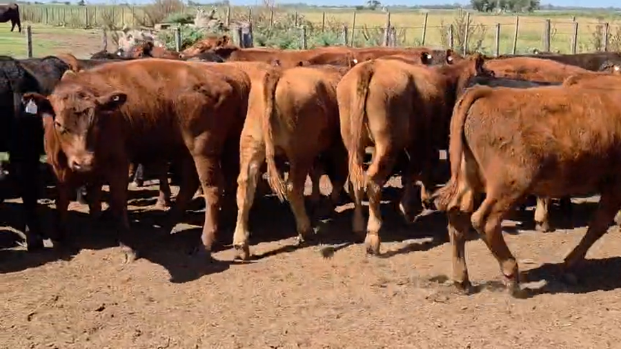 Lote 60 Terneros en Buenos Aires, Roque Pérez