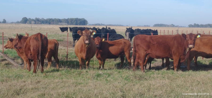Lote 36 Vacas nuevas C/ gtia de preñez en Buenos Aires, Tapalqué