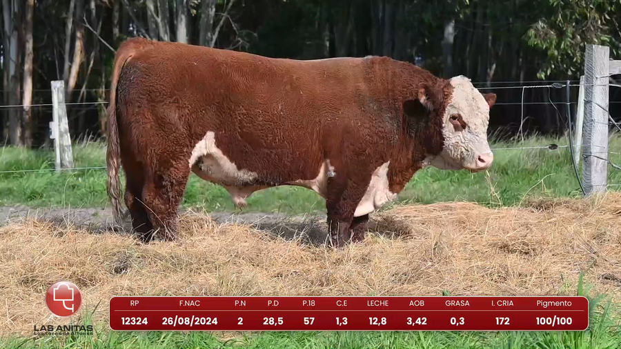 Lote Lote 16