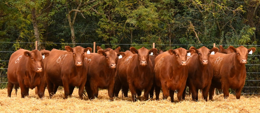 Lote VAQUILLONAS ANGUS PC PRIMAVERA