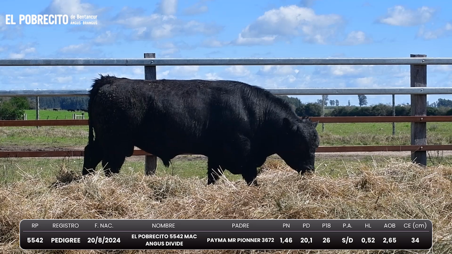 Lote Toros Angus