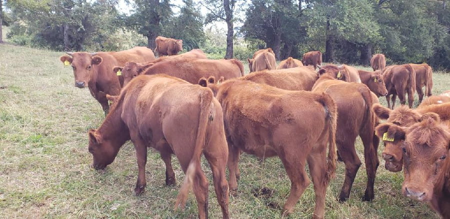 Lote 50 Vaquilla Engorda en Futrono, XIV Región Los Ríos