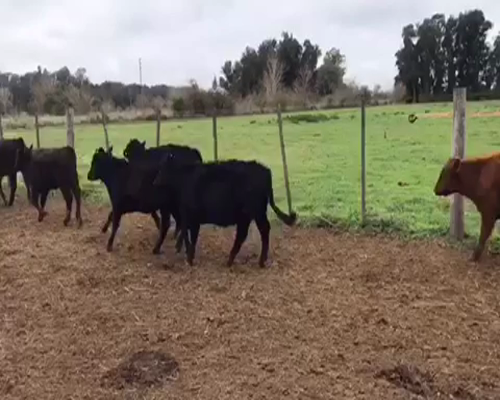 Lote 65 Terneras en Brandsen, Buenos Aires